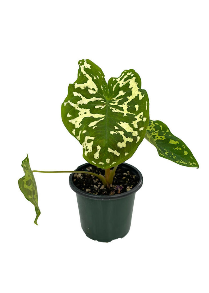 Daun Alocasia Hilo Beauty dengan corak berbelang