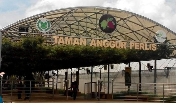 Pokok anggur dengan buah yang sedang membesar