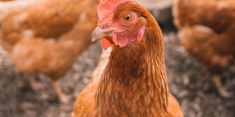 Gambar potong ayam segar berwarna merah jambu lembut di atas papan pemotong kayu.