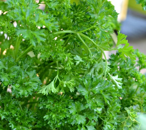 Sepinggan daun parsley segar yang banyak kegunaannya untuk kesihatan