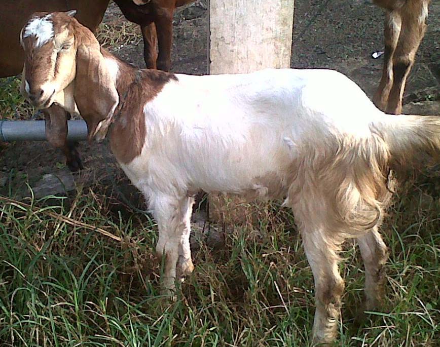 Gambar kambing untuk aqiqah