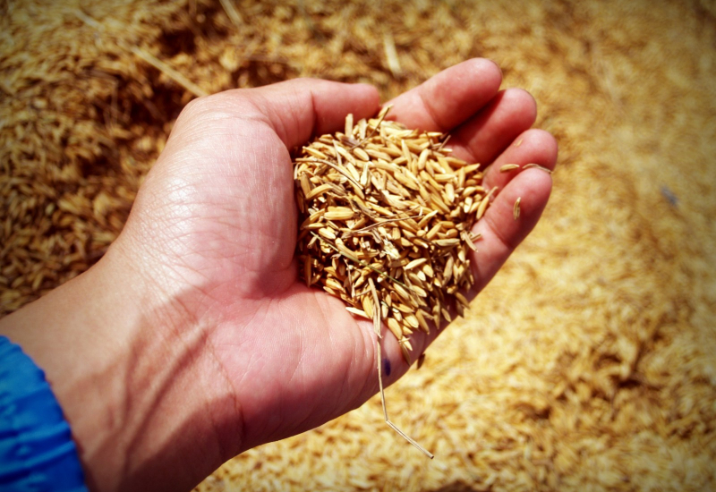 Pelbagai jenis beras sihat untuk pesakit kencing manis dalam mangkuk kayu.