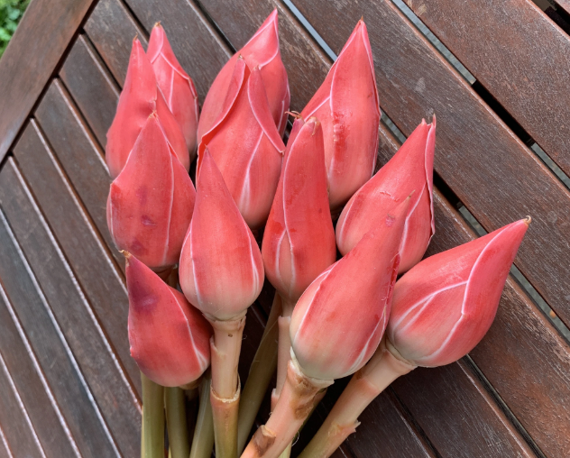 Bunga kantan atau halia obor segar berwarna merah jambu yang sering digunakan dalam masakan tradisional.