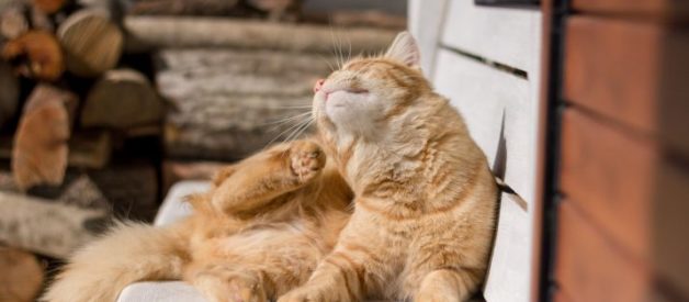 Kucing yang sedang dimandikan untuk membuang kutu dengan kaedah air garam suam
