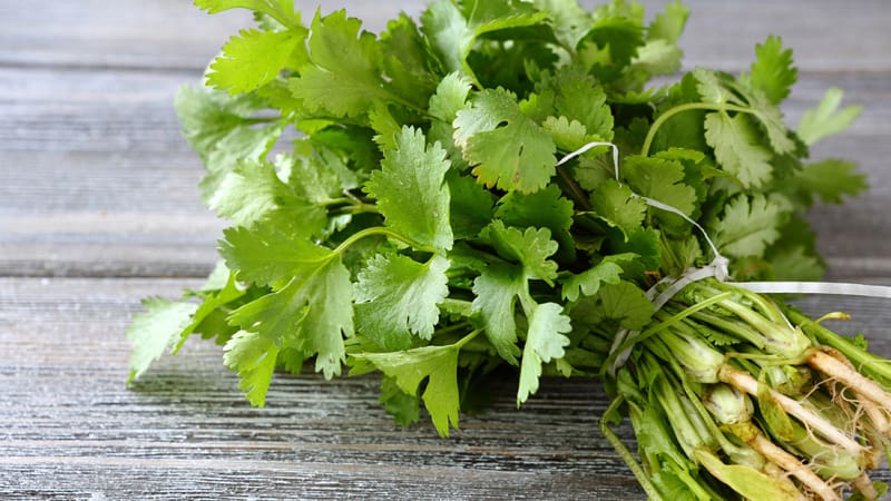 Gambar perbandingan rupa bentuk daun sup dan daun ketumbar di atas meja.