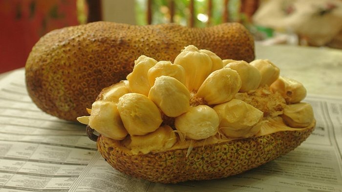 Buah cempedak segar dibelah menunjukkan isi kuning yang ranum