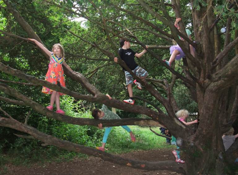 climb tree