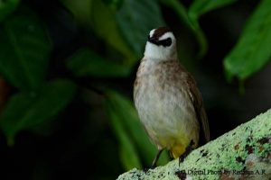 jenis burung