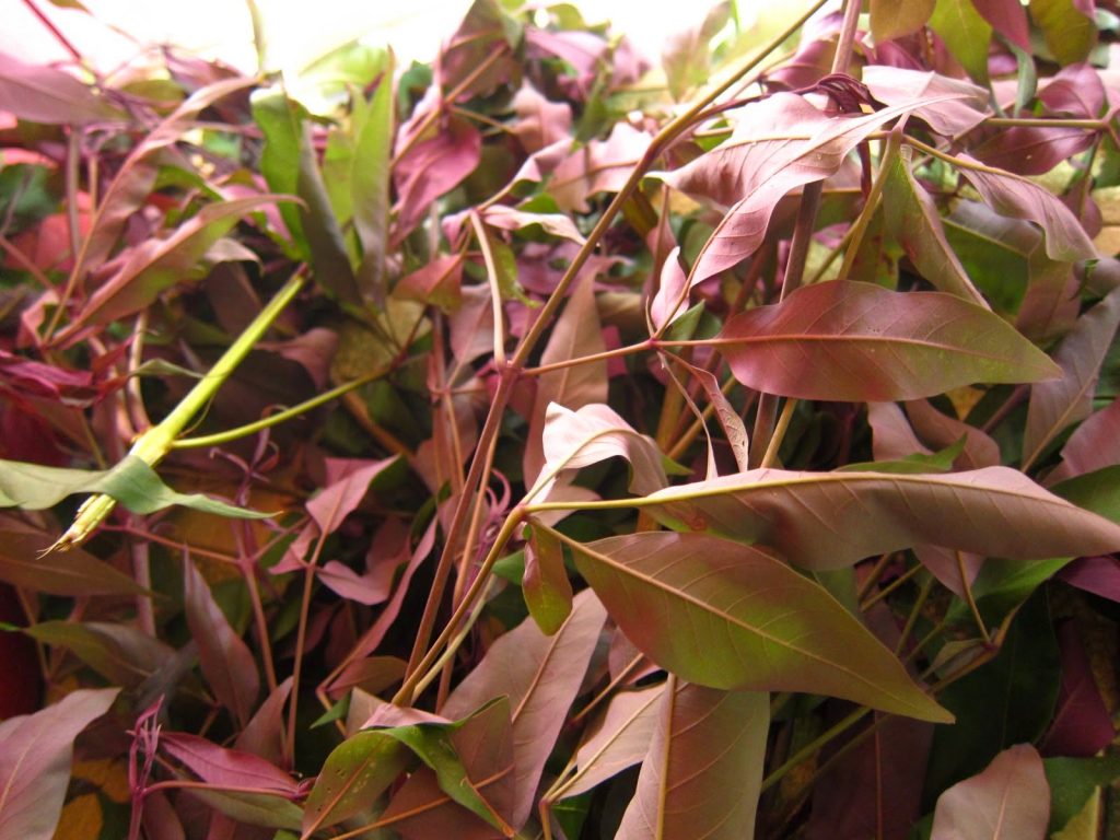 khasiat daun lemuni