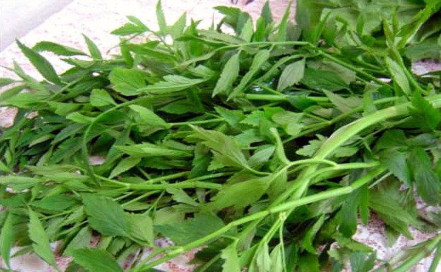 Seikat daun selom segar sebagai ulaman tradisional Melayu yang kaya dengan khasiat.