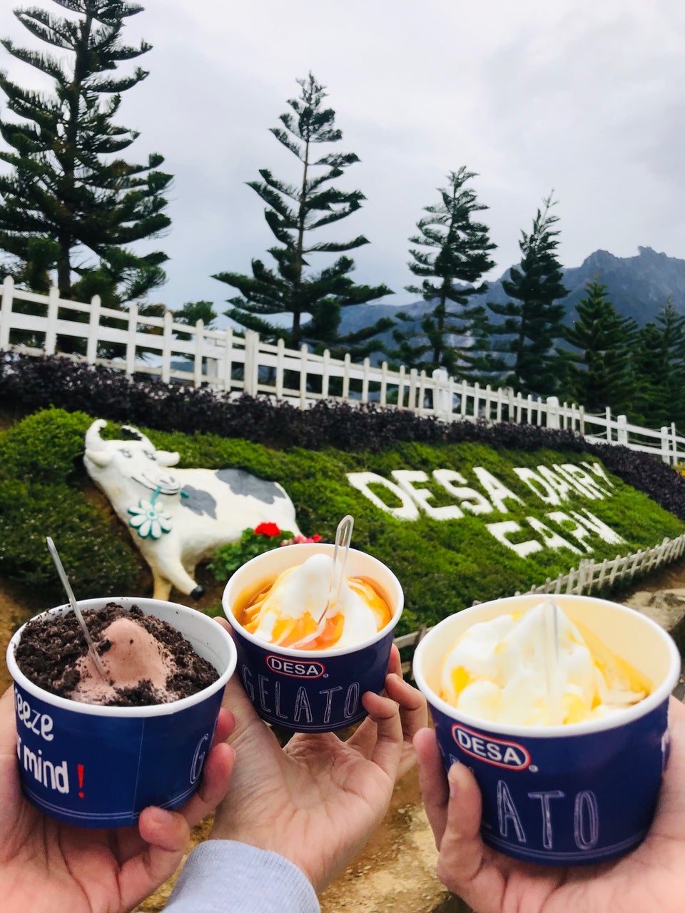 desa cattle dairy farm - tempat menarik di sabah