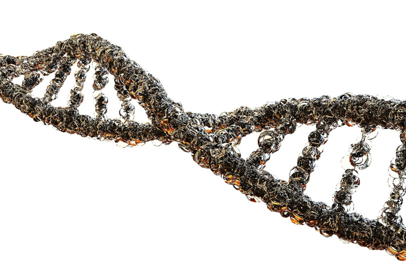 Rajah struktur mitokondria DNA (mtDNA) yang terletak dalam organel mitokondria di dalam sel.