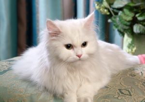 jenis kucing