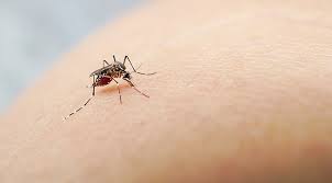 Gambar halaman maklumat berkaitan penyakit chikungunya yang berbahaya