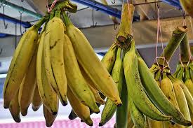 jenis pisang