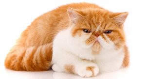 jenis kucing