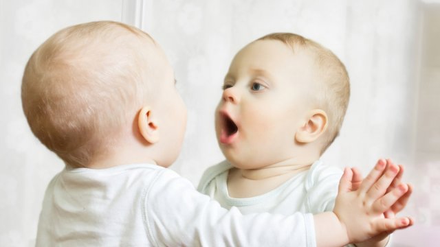 bayi tabung uji