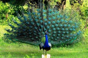 jenis burung