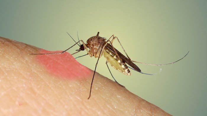 khasiat lidah buaya