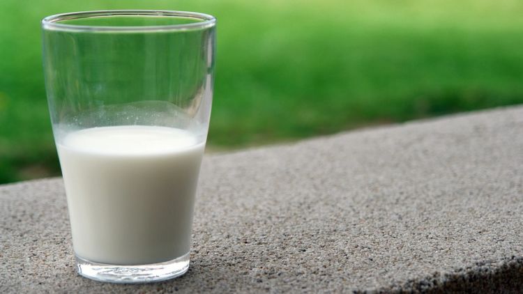 susu kambing untuk ibu mengandung