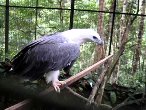 Koleksi gambar pelbagai jenis burung yang terdapat di habitat semula jadi Malaysia