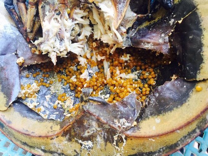 Gambar belangkas (haiwan laut berkaki banyak) di atas pasir pantai