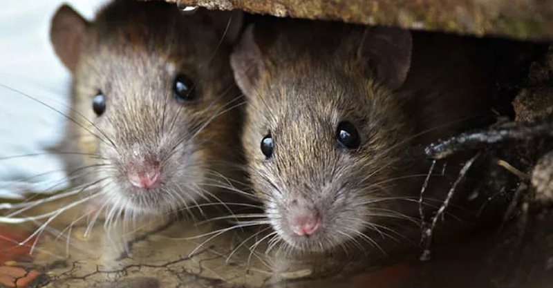 cara jangkitan kencing tikus dan rawatan