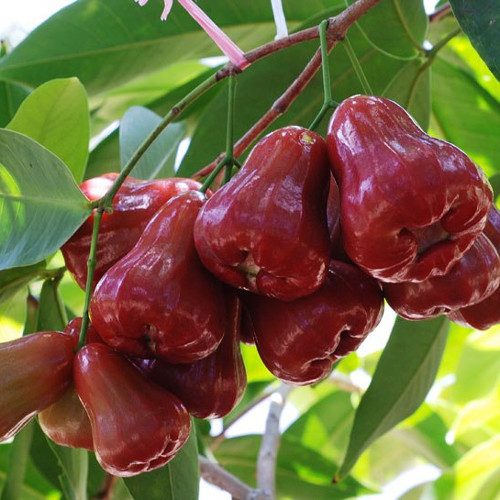 Buah jambu air yang segar berwarna merah dan hijau dipetik dari pokok