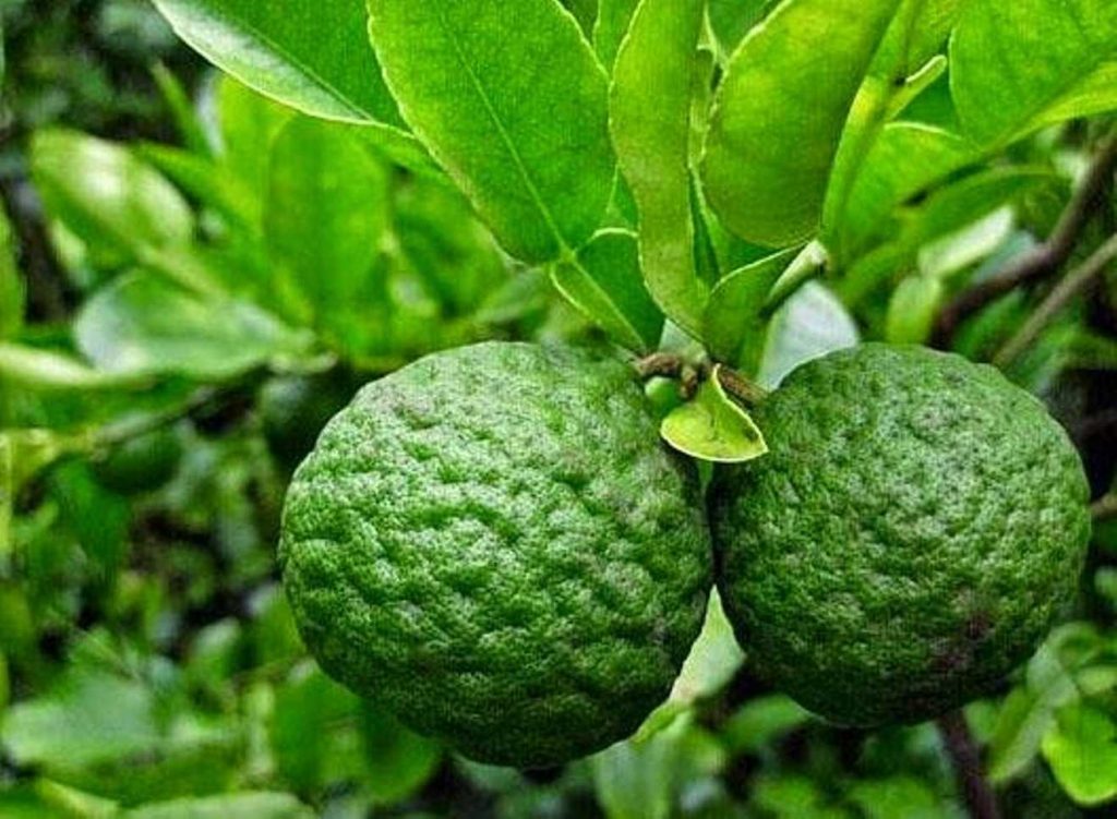 khasiat limau purut untuk kurus