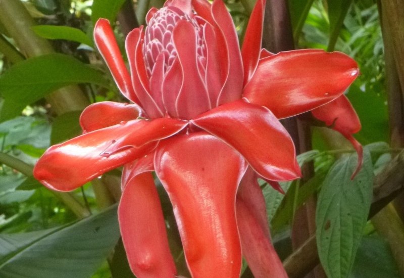 Bunga kantan segar berwarna merah jambu dan putih
