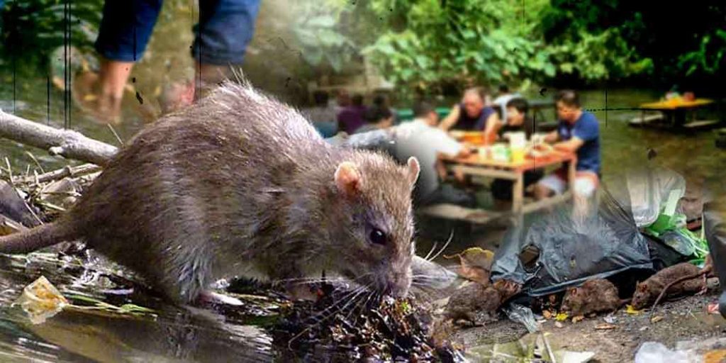 cara jangkitan kencing tikus dan rawatan