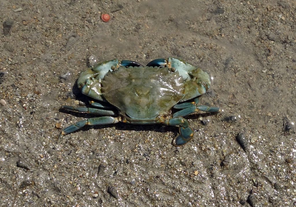 jenis ketam
