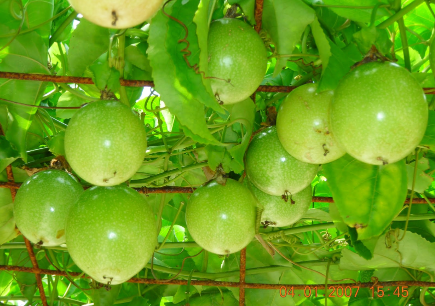 khasiat buah markisa