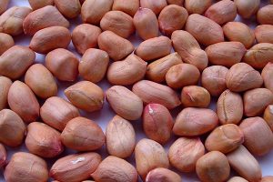 jenis kacang