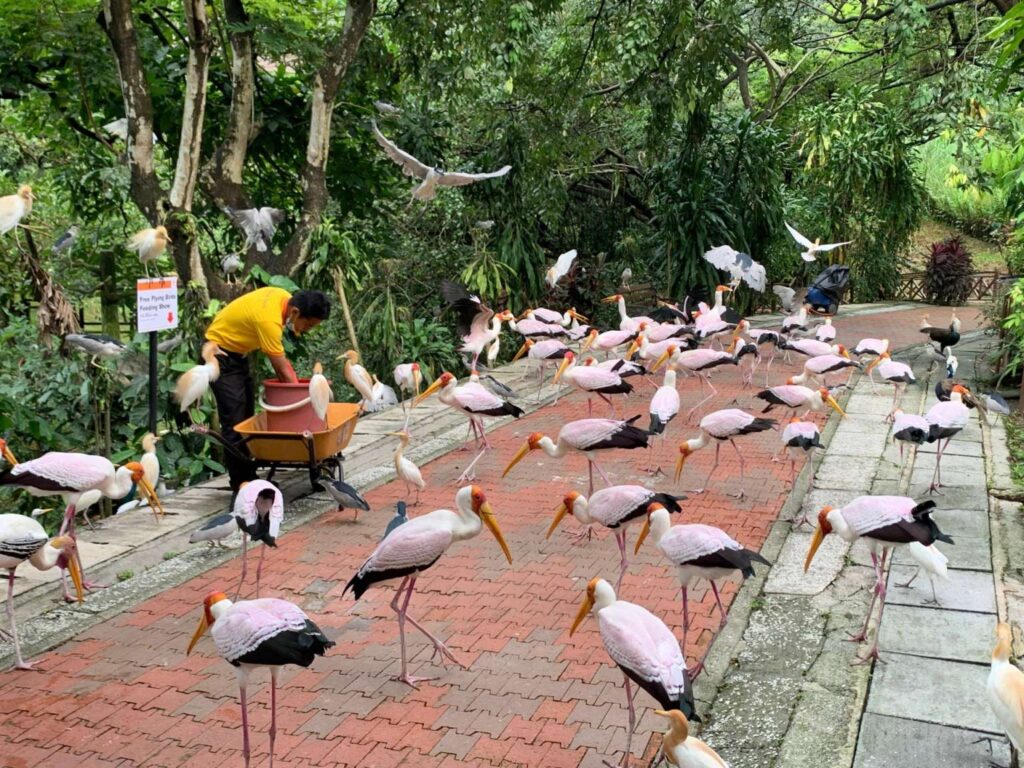 Burung merpati berkumpul di Taman Burung KL