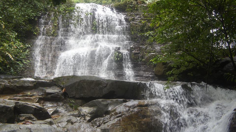 Hutan hijau Taman Negara Kubah