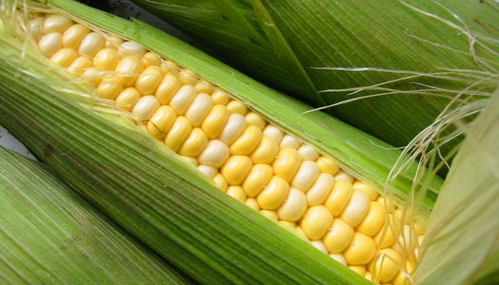 Biji jagung manis kuning yang segar kaya dengan khasiat dan nutrien untuk kesihatan tubuh badan.