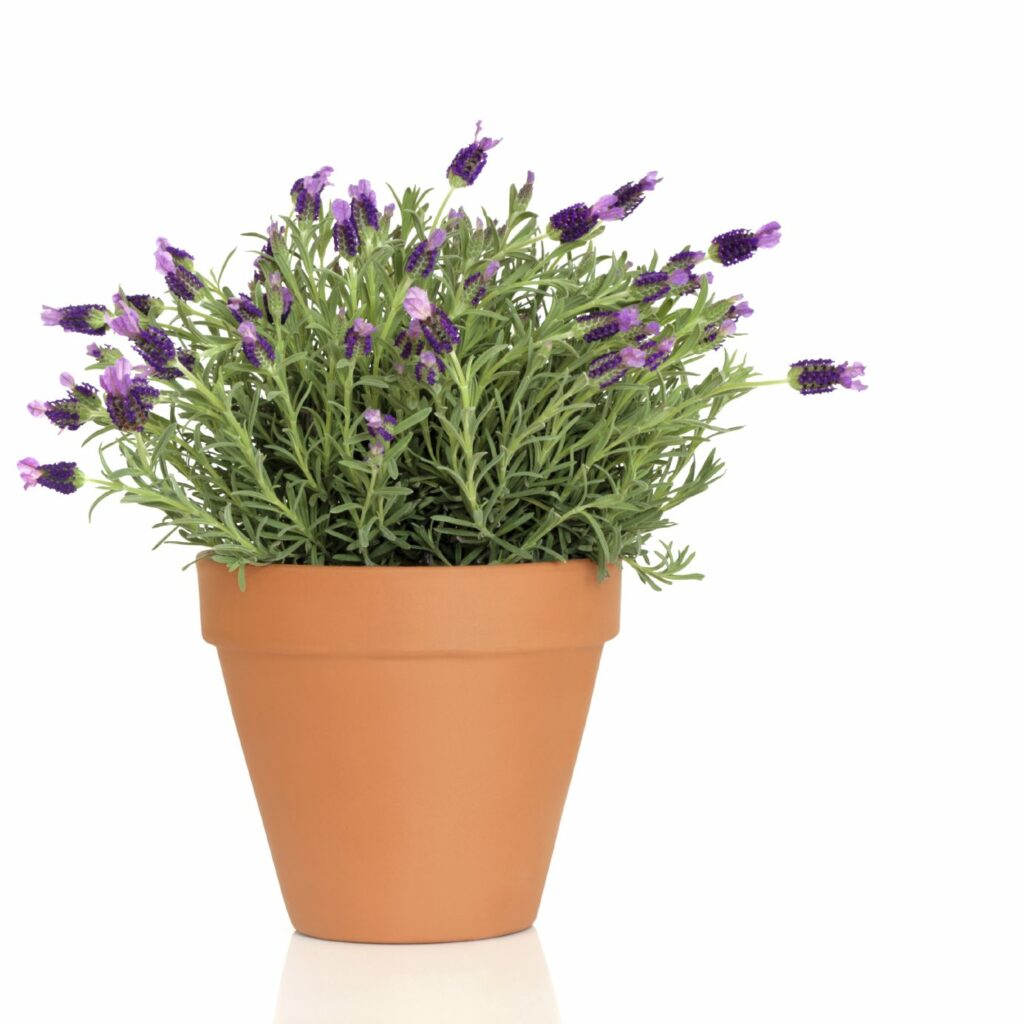 Pokok lavender dalam pasu
