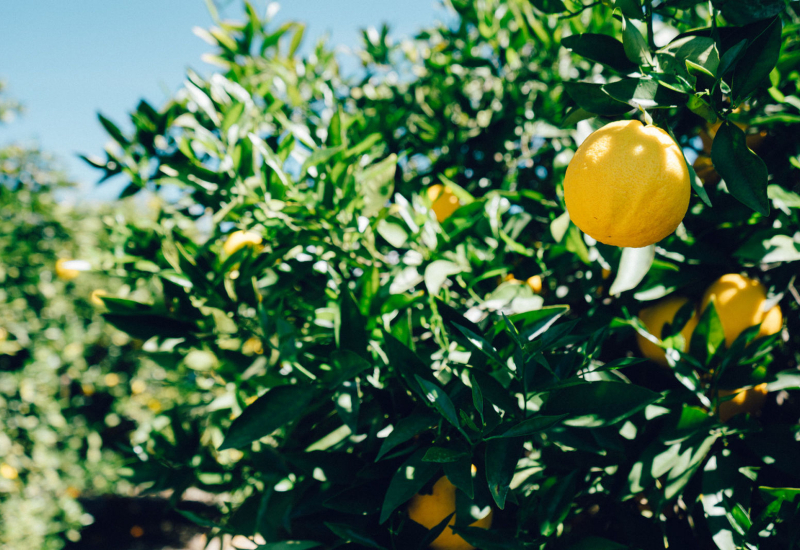 Pokok lemon dengan buah yang sedang masak
