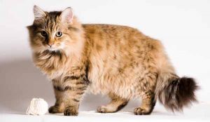 jenis kucing