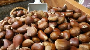 jenis kacang