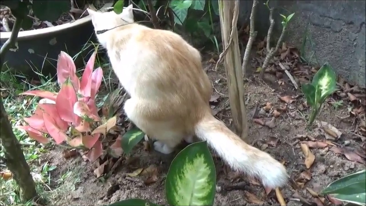 Gambar kucing sedang duduk di kawasan rumput hijau.