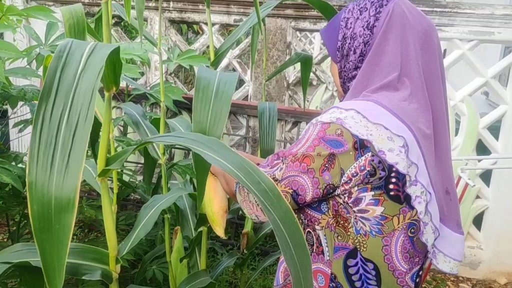 penanaman jagung