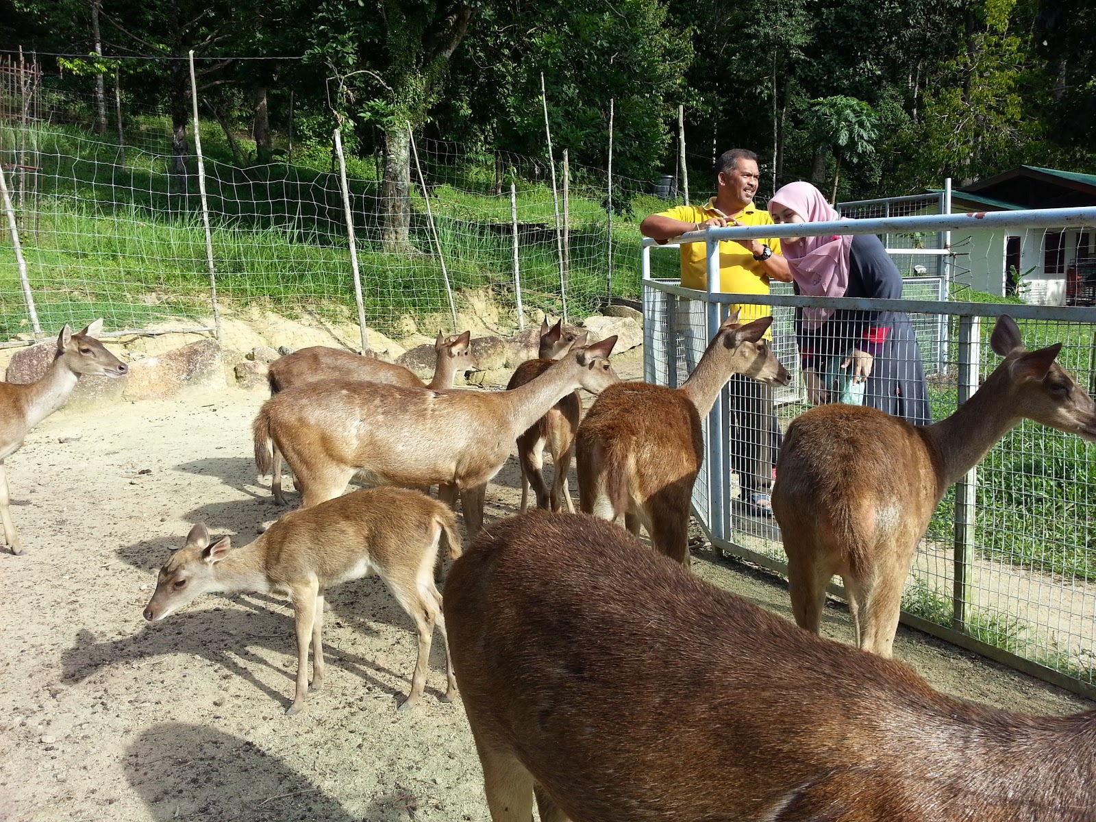 mini zoo