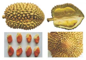 jenis durian