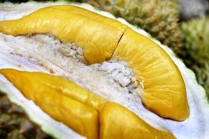 jenis durian