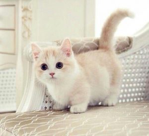 jenis kucing