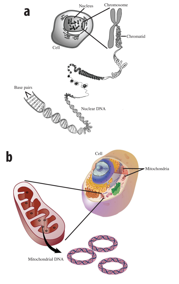 Perbandingan antara DNA nuklear (nDNA) dan DNA mitokondria (mtDNA)