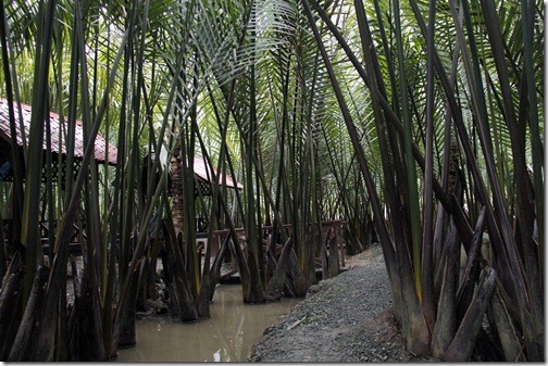 Pokok nipah kipli tumbuh di kawasan paya