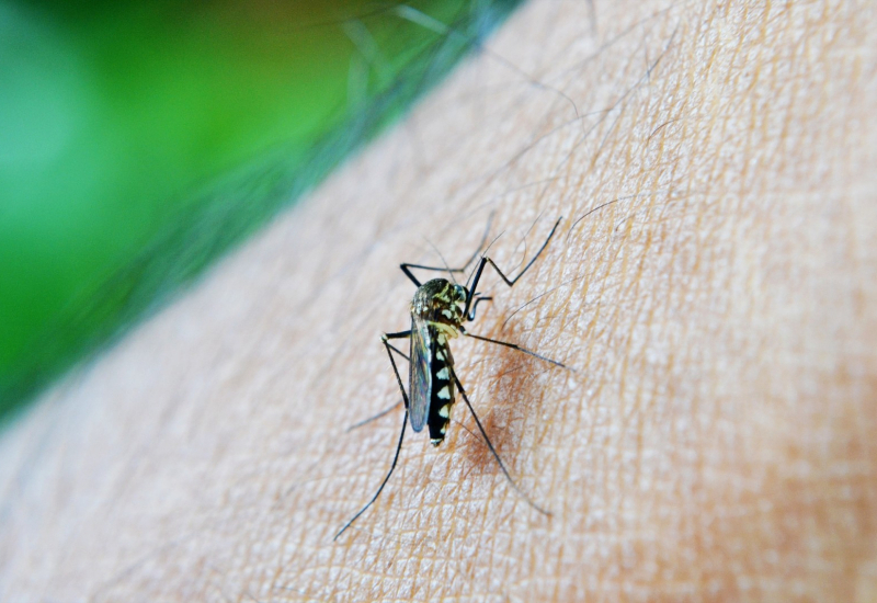 Infografik cadangan pencegahan gigitan nyamuk Aedes oleh Kementerian Kesihatan Malaysia